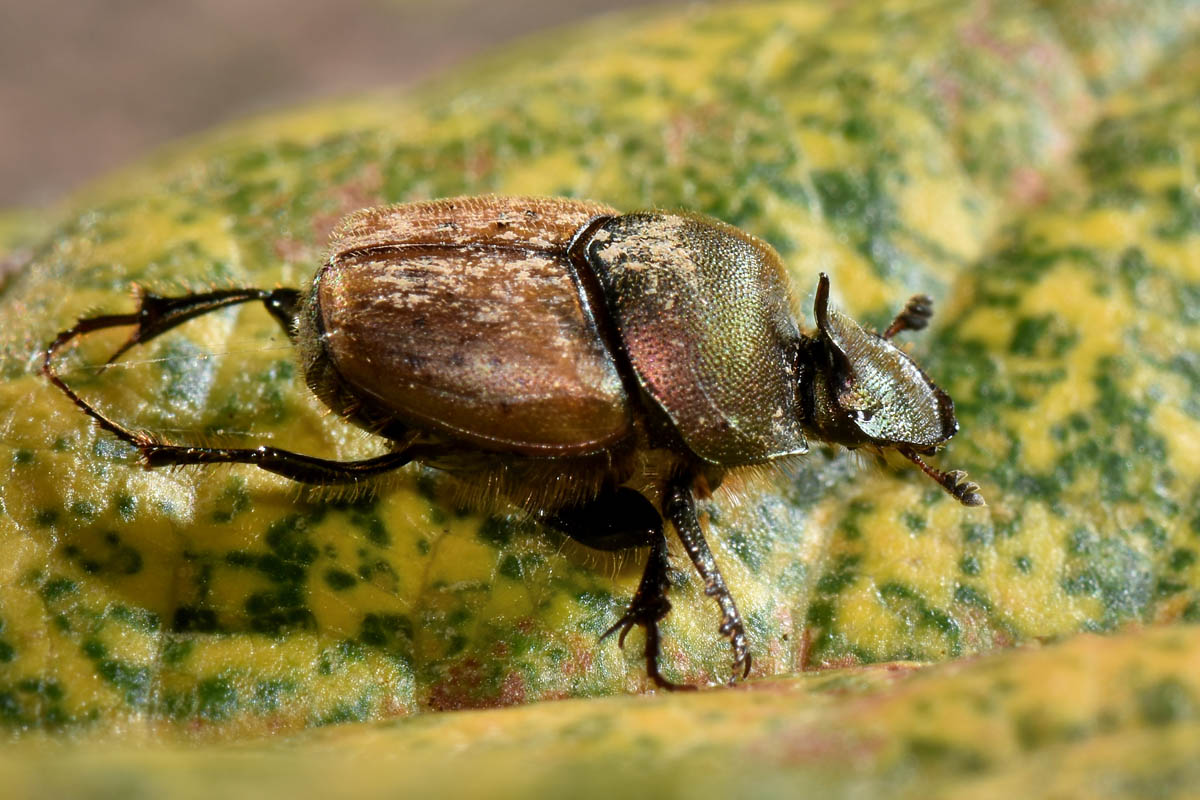 Scarabaeidae: Onthophagus coenobita? Si.